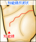知能線が波状