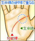 知能線の起点が、生命線の途中まで重って始まる